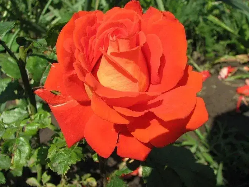 6653613516_w640_h640_6653613516 Троянда Верона (Rosa Verona) - Зображення 1