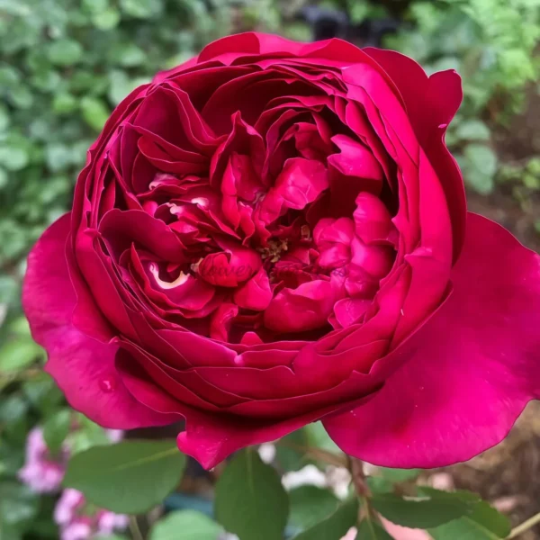 Autumn Rouge