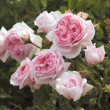 Англійська троянда Зе Веджвуд Роуз (The Wedgwood Rose)